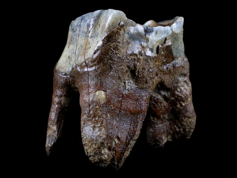 2.6" Woolly Rhinoceros Fossil Rooted Tooth Pleistocene Age Megafauna Russia COA - Fossil Age Minerals