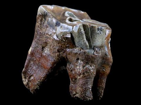 2.6" Woolly Rhinoceros Fossil Rooted Tooth Pleistocene Age Megafauna Russia COA - Fossil Age Minerals