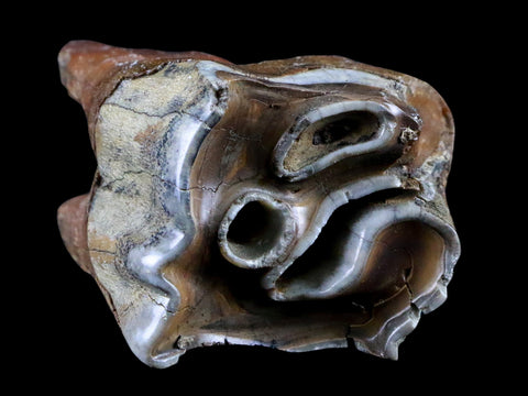 2.6" Woolly Rhinoceros Fossil Rooted Tooth Pleistocene Age Megafauna Russia COA - Fossil Age Minerals