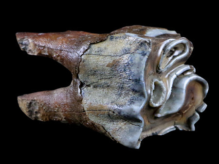 2.6" Woolly Rhinoceros Fossil Rooted Tooth Pleistocene Age Megafauna Russia COA