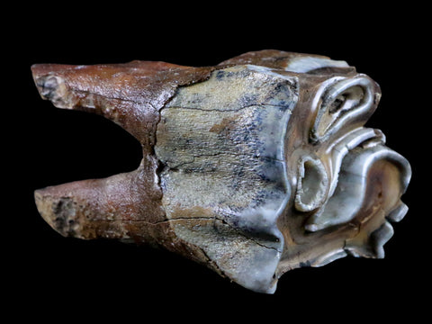 2.6" Woolly Rhinoceros Fossil Rooted Tooth Pleistocene Age Megafauna Russia COA - Fossil Age Minerals