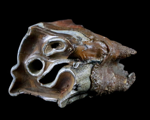 2.6" Woolly Rhinoceros Fossil Rooted Tooth Pleistocene Age Megafauna Russia COA - Fossil Age Minerals
