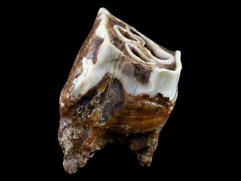 2.5" Woolly Rhinoceros Fossil Rooted Tooth Pleistocene Age Megafauna Russia COA - Fossil Age Minerals
