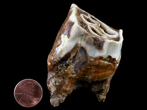 2.5" Woolly Rhinoceros Fossil Rooted Tooth Pleistocene Age Megafauna Russia COA - Fossil Age Minerals