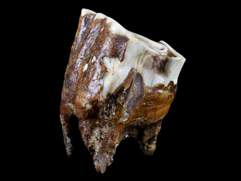 2.5" Woolly Rhinoceros Fossil Rooted Tooth Pleistocene Age Megafauna Russia COA - Fossil Age Minerals