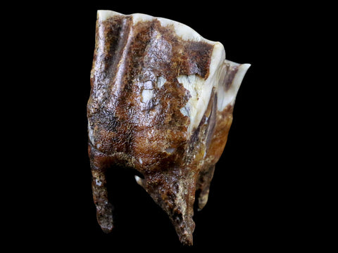 2.5" Woolly Rhinoceros Fossil Rooted Tooth Pleistocene Age Megafauna Russia COA - Fossil Age Minerals