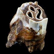 2.5" Woolly Rhinoceros Fossil Rooted Tooth Pleistocene Age Megafauna Russia COA