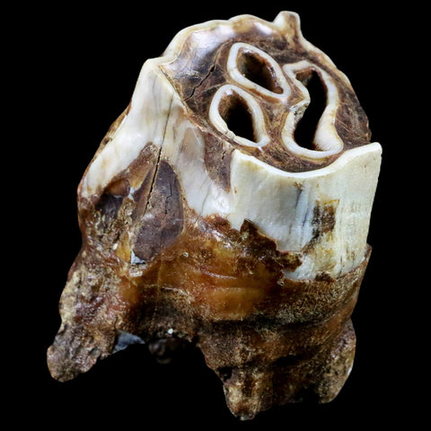 2.5" Woolly Rhinoceros Fossil Rooted Tooth Pleistocene Age Megafauna Russia COA - Fossil Age Minerals