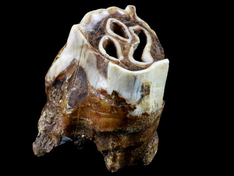 2.5" Woolly Rhinoceros Fossil Rooted Tooth Pleistocene Age Megafauna Russia COA - Fossil Age Minerals