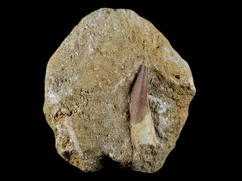 1.5" Plesiosaur Zarafasaura Tooth Fossil In Matrix Cretaceous Dinosaur Era COA - Fossil Age Minerals