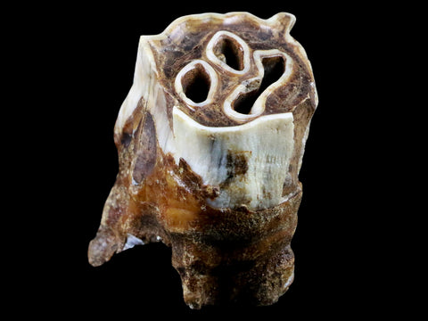 2.5" Woolly Rhinoceros Fossil Rooted Tooth Pleistocene Age Megafauna Russia COA - Fossil Age Minerals