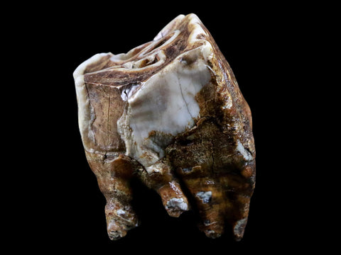 2.5" Woolly Rhinoceros Fossil Rooted Tooth Pleistocene Age Megafauna Russia COA - Fossil Age Minerals