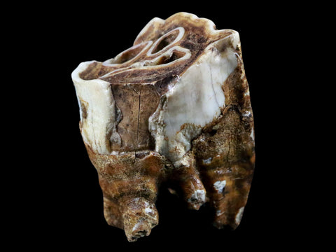 2.5" Woolly Rhinoceros Fossil Rooted Tooth Pleistocene Age Megafauna Russia COA - Fossil Age Minerals