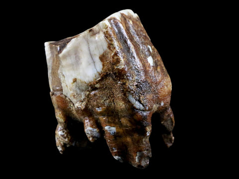 2.5" Woolly Rhinoceros Fossil Rooted Tooth Pleistocene Age Megafauna Russia COA - Fossil Age Minerals