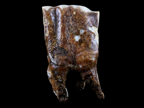2.5" Woolly Rhinoceros Fossil Rooted Tooth Pleistocene Age Megafauna Russia COA - Fossil Age Minerals