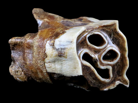 2.5" Woolly Rhinoceros Fossil Rooted Tooth Pleistocene Age Megafauna Russia COA - Fossil Age Minerals