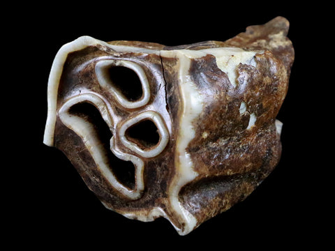 2.5" Woolly Rhinoceros Fossil Rooted Tooth Pleistocene Age Megafauna Russia COA - Fossil Age Minerals
