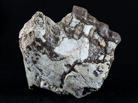 2.1" Oreodont Fossil Jaw Bone Teeth Oligocene Badlands SD 30 Mil Yrs Old COA - Fossil Age Minerals