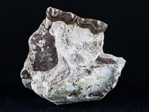 2.1" Oreodont Fossil Jaw Bone Teeth Oligocene Badlands SD 30 Mil Yrs Old COA - Fossil Age Minerals