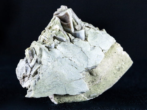 2.2" Oreodont Fossil Jaw Bone Teeth Oligocene Badlands SD 30 Mil Yrs Old COA - Fossil Age Minerals