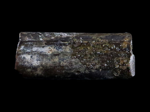0.5" Dimetrodon Sail Spine Bone Fossil Permian Age Waurika Oklahoma COA, Display - Fossil Age Minerals
