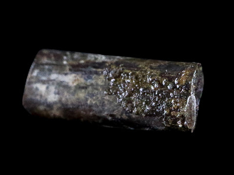 0.5" Dimetrodon Sail Spine Bone Fossil Permian Age Waurika Oklahoma COA, Display - Fossil Age Minerals