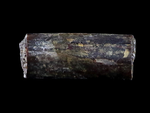 0.5" Dimetrodon Sail Spine Bone Fossil Permian Age Waurika Oklahoma COA, Display - Fossil Age Minerals