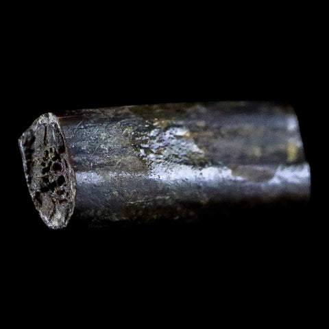 0.5" Dimetrodon Sail Spine Bone Fossil Permian Age Waurika Oklahoma COA, Display - Fossil Age Minerals