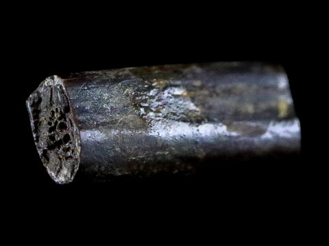0.5" Dimetrodon Sail Spine Bone Fossil Permian Age Waurika Oklahoma COA, Display - Fossil Age Minerals