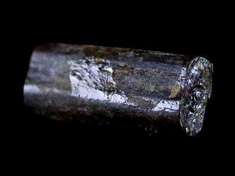 0.5" Dimetrodon Sail Spine Bone Fossil Permian Age Waurika Oklahoma COA, Display - Fossil Age Minerals