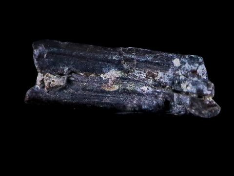 0.4" Dimetrodon Sail Spine Bone Fossil Permian Age Waurika Oklahoma COA, Display - Fossil Age Minerals