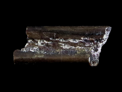 0.4" Dimetrodon Sail Spine Bone Fossil Permian Age Waurika Oklahoma COA, Display - Fossil Age Minerals