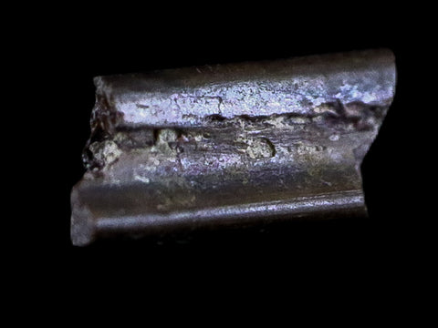 0.4" Dimetrodon Sail Spine Bone Fossil Permian Age Waurika Oklahoma COA, Display - Fossil Age Minerals