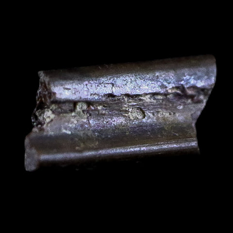 0.4" Dimetrodon Sail Spine Bone Fossil Permian Age Waurika Oklahoma COA, Display - Fossil Age Minerals