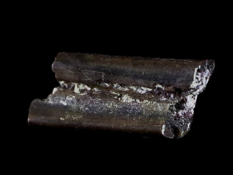 0.4" Dimetrodon Sail Spine Bone Fossil Permian Age Waurika Oklahoma COA, Display - Fossil Age Minerals