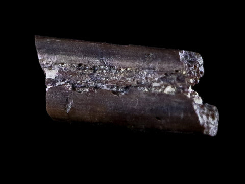 0.4" Dimetrodon Sail Spine Bone Fossil Permian Age Waurika Oklahoma COA, Display - Fossil Age Minerals