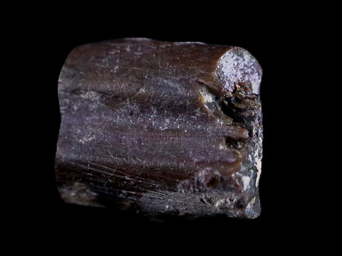 0.4" Dimetrodon Sail Spine Bone Fossil Permian Age Waurika Oklahoma COA, Display - Fossil Age Minerals