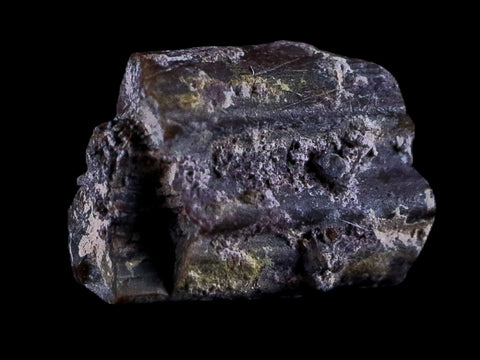 0.4" Dimetrodon Sail Spine Bone Fossil Permian Age Waurika Oklahoma COA, Display - Fossil Age Minerals