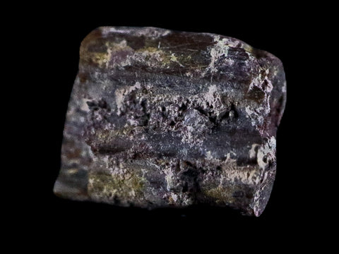 0.4" Dimetrodon Sail Spine Bone Fossil Permian Age Waurika Oklahoma COA, Display - Fossil Age Minerals