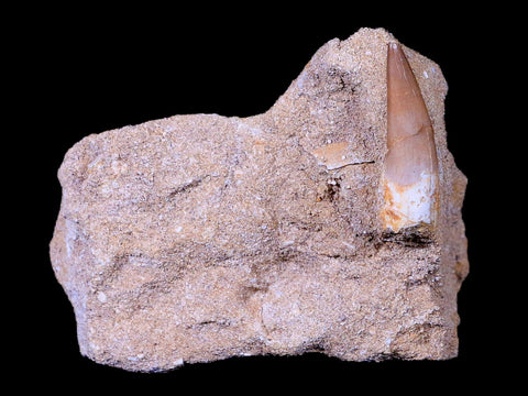 1.3" Plesiosaur Zarafasaura Tooth Fossil In Matrix Cretaceous Dinosaur Era COA - Fossil Age Minerals