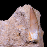 1.3" Plesiosaur Zarafasaura Tooth Fossil In Matrix Cretaceous Dinosaur Era COA