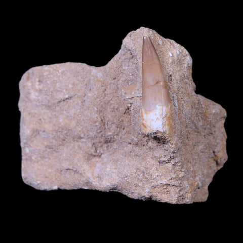 1.3" Plesiosaur Zarafasaura Tooth Fossil In Matrix Cretaceous Dinosaur Era COA - Fossil Age Minerals