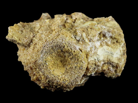 2.1" Crocodile Fossil Vertebrae Lance Creek FM Wyoming Cretaceous Dinosaur Age - Fossil Age Minerals