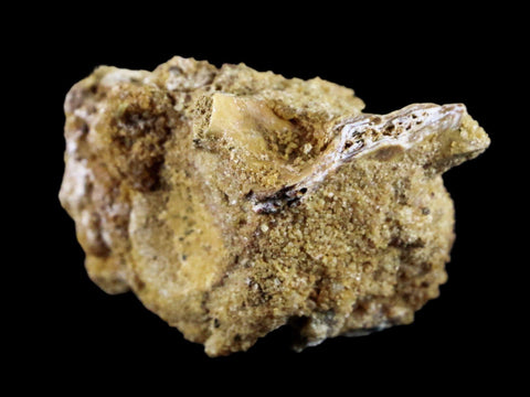 2.1" Crocodile Fossil Vertebrae Lance Creek FM Wyoming Cretaceous Dinosaur Age - Fossil Age Minerals