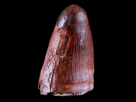 1.3" Prehistoric Crocodile Fossil Tooth Kem Kem Morocco Cretaceous Age Crocodilian