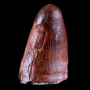 1.3" Prehistoric Crocodile Fossil Tooth Kem Kem Morocco Cretaceous Age Crocodilian