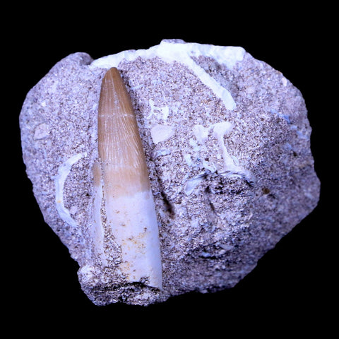 1.5" Plesiosaur Zarafasaura Tooth Fossil In Matrix Cretaceous Dinosaur Era COA - Fossil Age Minerals