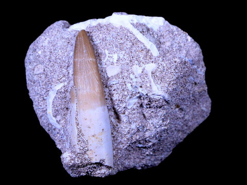 1.5" Plesiosaur Zarafasaura Tooth Fossil In Matrix Cretaceous Dinosaur Era COA - Fossil Age Minerals