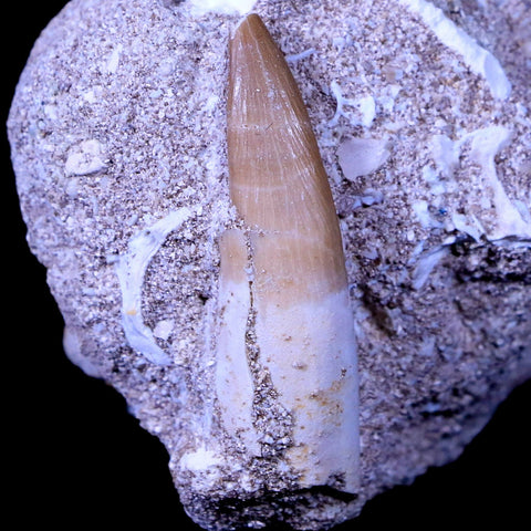 1.5" Plesiosaur Zarafasaura Tooth Fossil In Matrix Cretaceous Dinosaur Era COA - Fossil Age Minerals