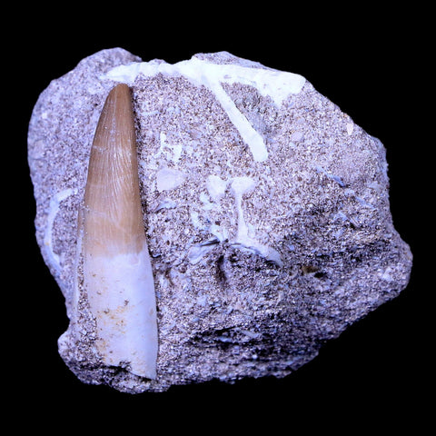 1.5" Plesiosaur Zarafasaura Tooth Fossil In Matrix Cretaceous Dinosaur Era COA - Fossil Age Minerals